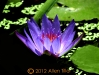 1-waterlily