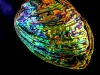 abalone-hdr