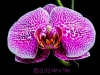 april-orchid