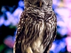 barred-owl