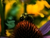 bee-n-coneflower01