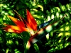 bird-of-paradise-2_0