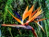 bird-of-paradise-jpg