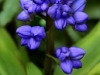 blue-ginger