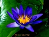 blue-waterlily-in-july