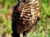 burrowing-owl