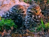 burrowing-owls-2013