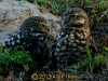 burrowing-owls_0