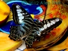 butterfly_0