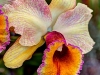 cattleya-hdr