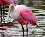 christmas-spoonbill