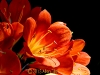 clivia