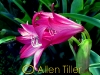 crinum-lily