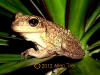 cuban-frog