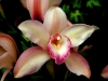 cymbidium-1