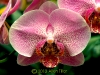 dream-orchid