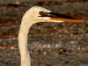 egret-at-santiva