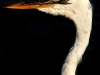 egret-feb-2011