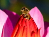 emerging-bee