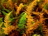 ferns