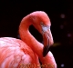 flamingo-2013