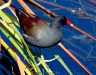 gallinule