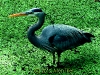 great-blue-heron-2