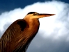 great-blue-heron