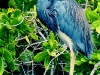 great-blue-heron_0