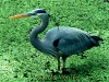 great-blue-heron_1