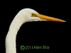 great-egret-dec-17th-2011