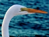 great-egret-nov-14th-2012