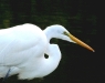 great-egret