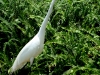 great-egret_0