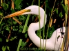 great-egret_1