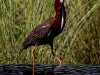 green-heron-2013_0