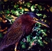 green-heron