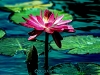 hdr-waterlily