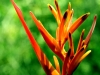 heliconia-sept-2012