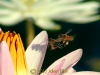 honey-bees_0