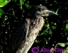 immature-night-heron