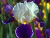 iris01