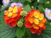 lantana