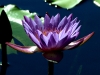 lilac-waterlilly