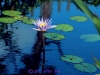 lily-pond