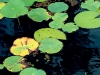 lilypads