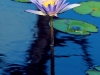 lilypond-detail