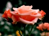 longwood-rose_0