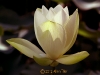 lotus-bud