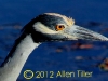 night-heron-close-up_0